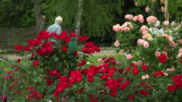 五彩缤纷的玫瑰花丛点缀着房子的院子篱笆 屋后有许多老年人 形成了一个风景如画的郊区环境 — 图库视频影像