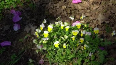 Bahar mevsiminde doğal bir ortamda yetişen nonoş (Latince: Viola) çiçekleri. Geçen sonbaharın kuru yapraklarıyla kaplı bir toprak zemine karşı yukarıdan görülüyorlar.