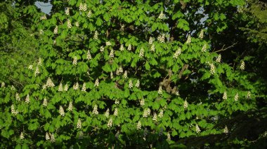Fotoğrafta, güneş ışığıyla aydınlanan kestane ağaçlarının muhteşem güzelliği ve çiçek açan kızıl yaprakları gösteriliyor. Bahar mevsiminde doğanın büyüleyici manzarası sunuluyor..