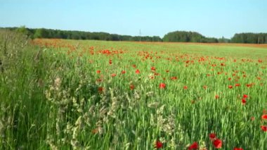 Yaz tarım arazisi yeşil, olgunlaşmamış mısır gevreği tarlasını, gelincik çiçekleri ile karıştırılmış, pitoresk bir manzara yaratıyor..