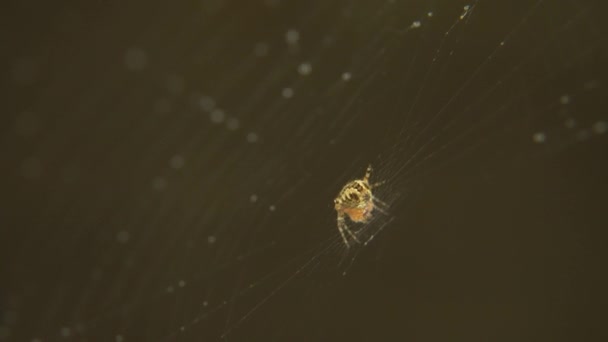 Μια Αράχνη Απαλά Υφαίνει Ένα Λεπτό Ιστό Αράχνης Ένα Κοντινό — Αρχείο Βίντεο