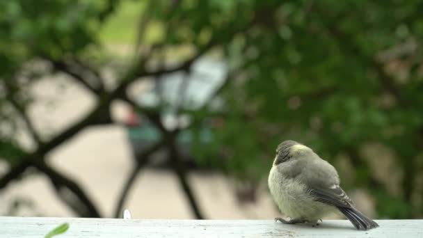 Baby Tit Bird Waits Regain Strength Its Next Flight Attempt — Vídeo de Stock