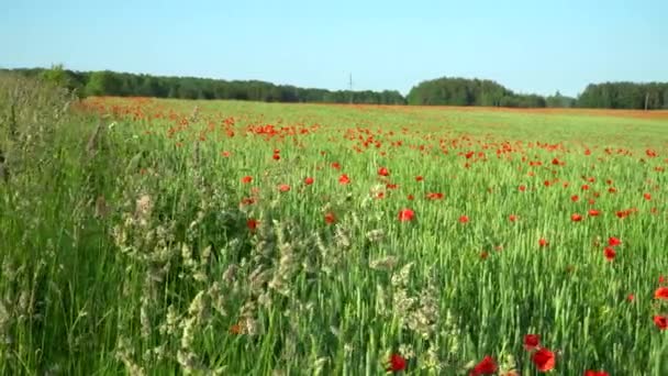 夏季农田的风景让人看到绿油油 未成熟的麦田 田里种满了小麦苗 到处都是罂粟花 形成了一幅风景如画的风景 — 图库视频影像