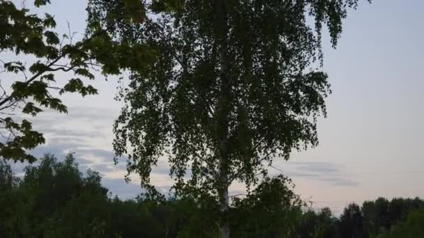 새벽의 하늘에서 자작나무 어두운 실루엣 빛나고 움직임으로 캡처되기 — 비디오