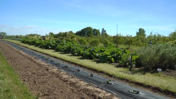 Mezőgazdasági Ipar Virágzik Ezen Mezőgazdasági Területen Íme Buja Növényzet Kertészeti — Stock videók