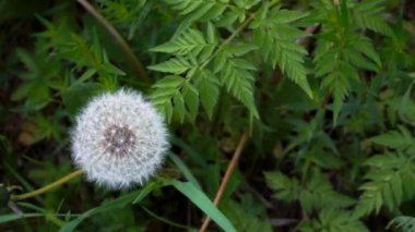 Beyaz karahindiba çiçeği tohumu başı yukarıdan bakıldığında arka planda yabani otlar üzerinde. Bir çayırda yabani çiçek tohumu örneği. Yeşil çimenli çevre resimli bir görünüm.