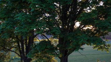 Güneşli tarım arazileri, sabahın erken saatlerinde gölgeli akçaağaç yapraklarından görülebilir. Manzara, yaz boyunca huzurlu ve huzurlu bir kır manzarasını resmediyor..