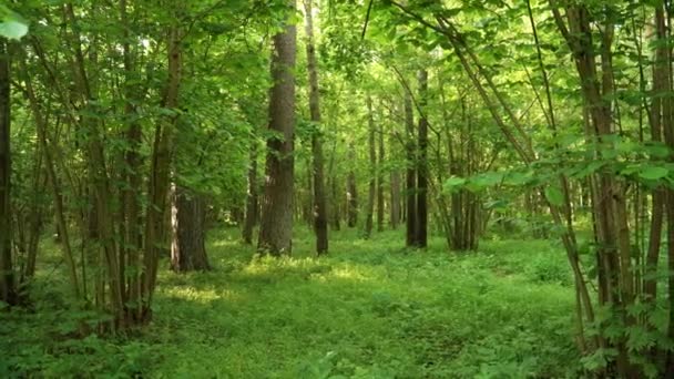 Дикая Зеленая Природа Лиственном Лесу Лесными Рощами Летний Сезон Теневая — стоковое видео