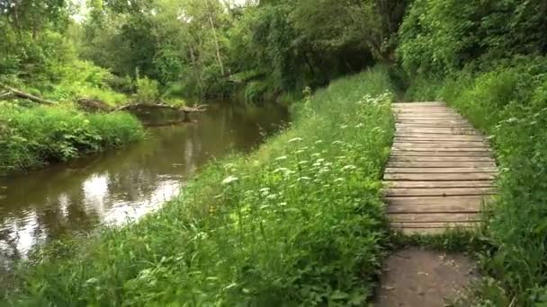 夏に川沿いを散策する 森林地帯の川岸を歩いている ビデオは 自然の美しさを示し 動いている川の美しい景色をキャプチャします — ストック動画