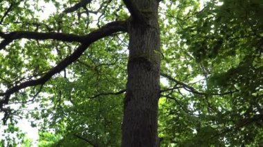Ormandaki yemyeşil büyük ağaç manzarası. Büyük yaprak döken bir yaprak, bir meşe gövdesi ve aşağıdan yukarıya doğru panoramik manzaralı dallar..