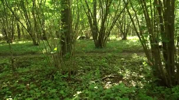 Wandelende Bewegingsscène Schaduwrijke Bosrijke Omgeving Tussen Wilde Hazelboomgaarden Een Zonnige — Stockvideo