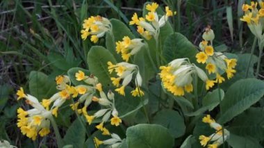 Çiçek açan inek sürüsü çuha çiçeğinin (Primula veris) enfes güzelliği, verimli bir çayırda zarif bir şekilde yerleşmiştir. Çimlerin arasında yetişen bu şifalı bitkilerin cilvelerine bakın..