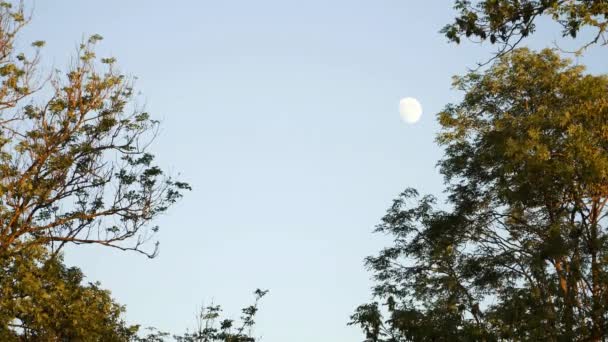 Cena Apresenta Uma Vista Panorâmica Lua Brilhando Contra Céu Azul — Vídeo de Stock