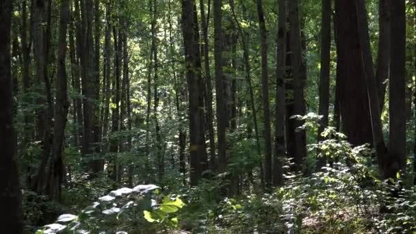 Troncos Árvores São Vistos Floresta Caduca Mista Capturando Ambiente Arborizado — Vídeo de Stock