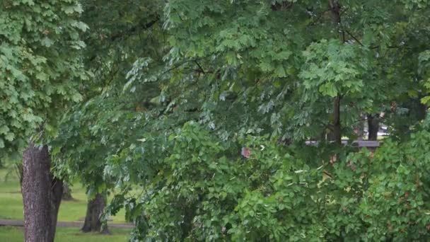 Regnig Dag Regn Faller Gröna Lövverk Träd Park Med Våta — Stockvideo