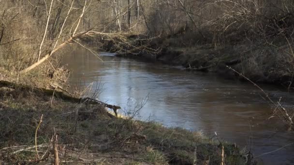 Vild Flod Flödande Vatten Scen Skogbevuxen Miljö Solig Dag Tidig — Stockvideo