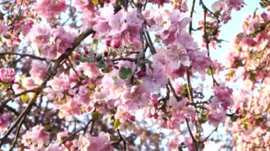 Çiçekli meyve ağacı, güzel pembe çiçekleri ve elma ağacı dallarında tomurcukları var. Aşağıdan yukarıya doğru düşük açılı, güneşli mavi bir arka planda..