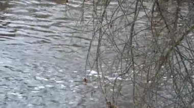 Kar yağdığında nehrin düz akan sularının üzerinde çıplak ağaç dalları asılı duran karlı bir havada kış manzarası..
