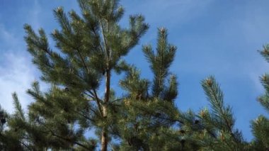 Genç çam ağaçları, güneşli bir bahar gününde mavi bir arka planda tomurcuklar ve konilerle dalları iğnelerler. Kozalaklı ağaçların panoramik görüntüsü. Genç orman bitkileri yakın planda..