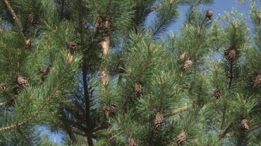 Kozalaklı çam ağacı ve dallarda bahar tomurcukları rüzgarlı bir günde kapanıyor: mavi gökyüzü arka planında kozalaklı bir ormanın genç büyümesinde bahar zamanı panoramik manzara.