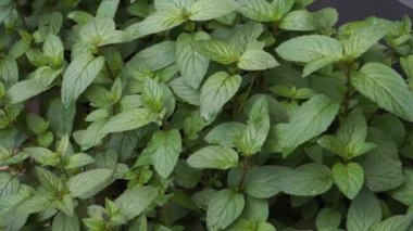 Botanik olarak Mentha piperita L. olarak bilinen bir grup naneli bitki sürünen taşlar üreten ve Lamiaceae ailesine ait aromatik bir bitkidir..