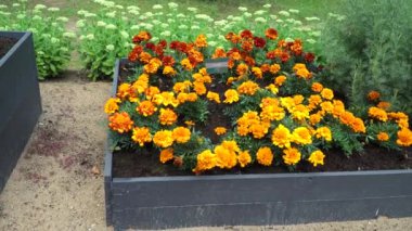Ahşap bir bahçe kutusuna dikilmiş, çiçek açan Fransız kadife çiçeği (Latince: Tagetes patula) bitkiler Letonya 'da bir yazı ile sergilenir: peyzaj tasarımı için akıllı dekoratif bitkilerin tipi.