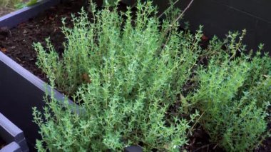 Tahta bir bitki kutusunda büyüyen bir kekik (Latince: Thymus vulgaris) bitkisinin görüntüsü. Düşük yetişen kokulu bitkinin küçük yaprakları ve ince sapları vardır. Kekik elliden fazla çeşitten oluşur..