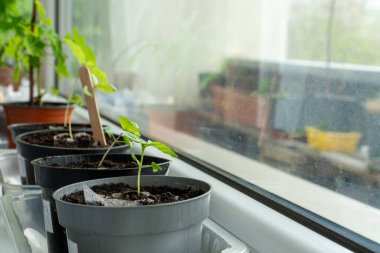 Kapalı alandaki bitkilerin filizlenmesi. Pencere pervazında yetişen küçük bitkiler. Dairelerde nasıl çiçek yetiştirileceğinin örneği..