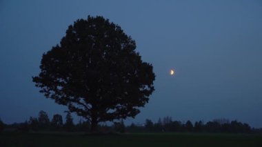 Alacakaranlıkta açık mavi gökyüzünde, kırsal bir ortamda, yapayalnız büyük bir meşe ağacının yapraklarının manzarası - bir tarladaki koyu ağaç silueti.