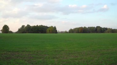 Ovadaki tarım arazisi, genç yeşil buğday bitkileriyle dolu. Sonbaharın başlarında kırsal alanın güzel bir manzarası. Kırsal alanda bulutlu bir öğleden sonra..