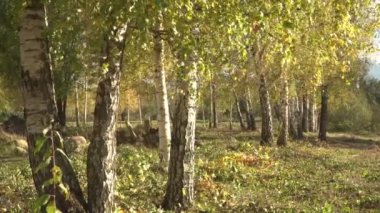 Güneşli, rüzgarlı bir sonbahar gününde huş ağacının benekli beyaz gövdesinin manzarası. Sarı yapraklı ağaç dalları rüzgarda sallanıyor..