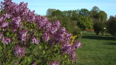 Bahçıvanlık bahçesinde güzel havalar esiyor. Çiçek açan leylak dallarının çiçekleri güneşli bir mayıs gününde yakından görünüyor..