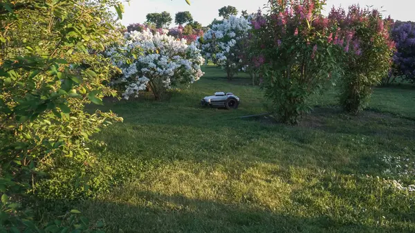 Robotik çim biçme makinesi olan bir bahçe bakımı. Bir robot çiçek açan leylak bahçesindeki çimleri biçiyor. Çim biçme makinesi otomatik çalışıyor..