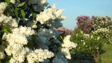Birçok renkli leylak türü ilkbahardan yaz başlarına kadar çiçek açarak yakın çekim manzarası sunar. Avrupa 'nın en büyük leylak bahçesindeki çiçek açan ağaçların nefes kesici güzelliğini tecrübe edin - Dobele, Letonya.