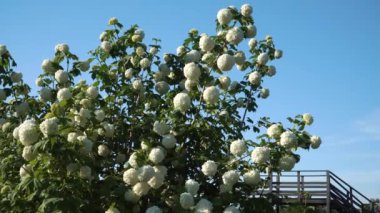 Viburnum opulus Roseum: İlkbahardan yazın başına kadar çiçek açan büyük Calinul çalısı, kartopu benzeri beyaz çiçekler - mavi bir arka planda 4K görüntü sahnesi.