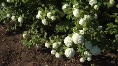 Avrupa Cranberrybush olarak da bilinen Kartopu Bush (Viburnum opulus 