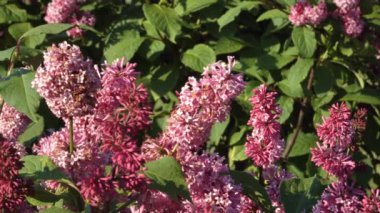 Avrupa 'nın Dobele, Letonya' daki en büyük leylak bahçesinde yetişen Preston leylağının yakın plan görüntüsü. Doğada ve bahçede baharın özünü yakalar..