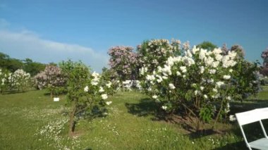 Güneşli bir bahar gününden yaz başına kadar pek çok çeşit leylak çalısı ve cüce ağaçlarına bakan çiçek açan Leylak Bahçesi 'nde (Dobele, Letonya) dinlenmek için peyzajlı bir oturma alanı manzarası.