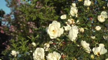 Beyaz yabani güller çalılıklarda çiçek açıyor. Yakından bakıldığında 4K 'lık bir sahne çalılıklarda açan güzel yabani gülleri canlandırıyor..