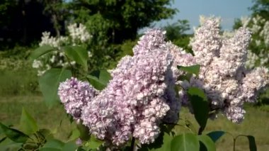 Açık pembe demetlerin gölgelerinde, çiçek açan bir çalılığın yaprakları üzerinde gün ışığı açan leylak çiçekleri. Bu çeşit leylaklar, rüzgarlı bir günde bile harika bir yaz havası yaratır..