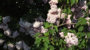 Çiçek açan gür leylak ağacı, güneşli bir günde ilkbaharın sonundan yaz başına kadar bir manzara sunar. Şehir yeşili tasarımı için gölgeli bir cennet sunar..