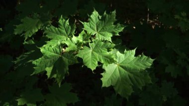 Güneşli bir ormanın içinde küçük bir nehir esiyor. Şeffaf su, canlı çevreyi yansıtır. Verimli yeşil yaprakları olan uzun ağaçlar kıyılarda ve yeşil çimenlerin kökleri nehir kıyısında..
