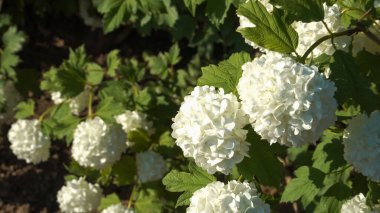 Kartopu Çalı (Latince: Viburnum plicatum) büyük beyaz çiçek kümeleri olan yapraklı bir çalıdır. Bitki, çarpıcı görüntüsünü yakınlaştırarak öne çıkarıyor..