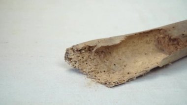 Tahta-sıkıcı böceklerin tahtadan zarar görmüş görüntüsü. Deliklerle delik deşik edilmiş bir ahşap. Bazılarından talaş benzeri maddeler çıkıyor. Kamera ahşap üzerinde yavaşça döner, hasarı ortaya çıkarır..