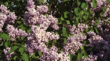 Zooming in on lilac florets on a bright, sunny spring day reveals the beauty of flowering bushes before summer arrives.