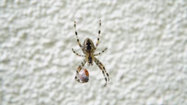 Çizgili ahır örümceğinin (Araneus cavaticus) uzun, dokunaç benzeri bacaklarıyla avını yakalar ve örümceklerin ve böceklerin büyüleyici yaşamlarını gözler önüne serer..