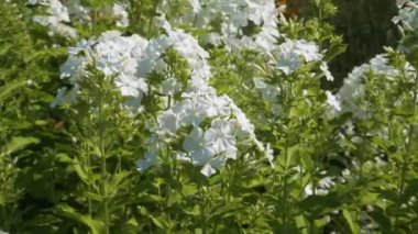 Plox (Phlox paniculata L.) beyaz çiçekleri: yakınlaştırma görüntüsü. Bu uzun ömürlü bitki, yazın ortasında açan güzel kokulu çiçekler üretir. Berrak, yuvarlak, saf beyaz taç yaprakları oluşturur..