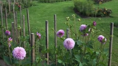 Asteraceae familyasından Dahlia çiçekleri, sapları için gerekli desteği sağlayan ahşap kazıklarla dikkatlice yerleştirilmiş çiçek tarlalarında gelişir..