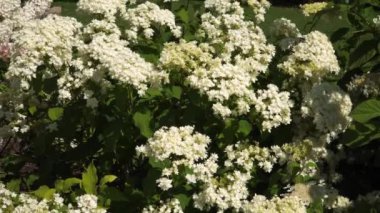 Hydrangea arboresans, ya da pürüzsüz ortanca, çeşitli 'Hayes Yıldız Patlaması' olarak da bilinir, bitki bahçesindeki çiçek açan çalıların bir örneği olan Hydrangeaceae familyasından bir yaprak döken çalılıktır..