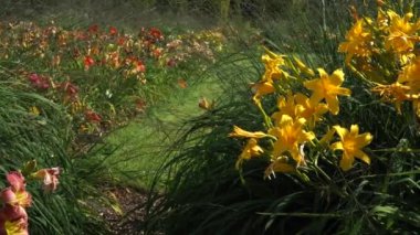 Sarı zambakların (Hemerocallis x hybrida) büyüleyici bir görüntüsü bir botanik bahçesi çiçek tarlasını şereflendirir. Bu uzun ömürlü bitkiler çiçek açan zambakların güzelliğini sergiler..